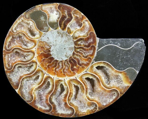 Polished Ammonite Fossil (Half) - Agatized #65003